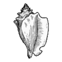 icon for xonsh